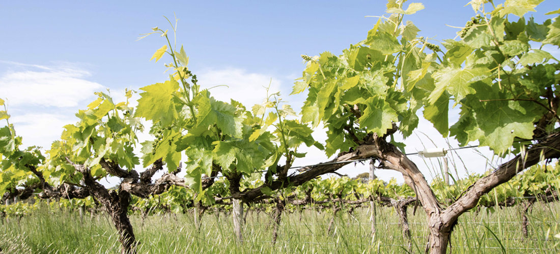 Hither & Yon grape vine in the vineyard 